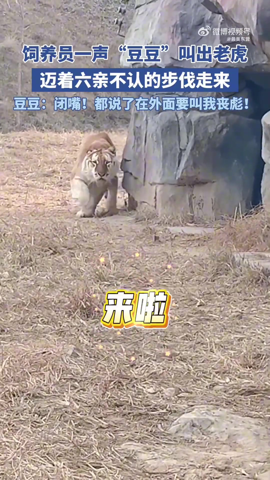 饲养员一声“豆豆”叫出老虎，迈着六亲不认的步伐走来