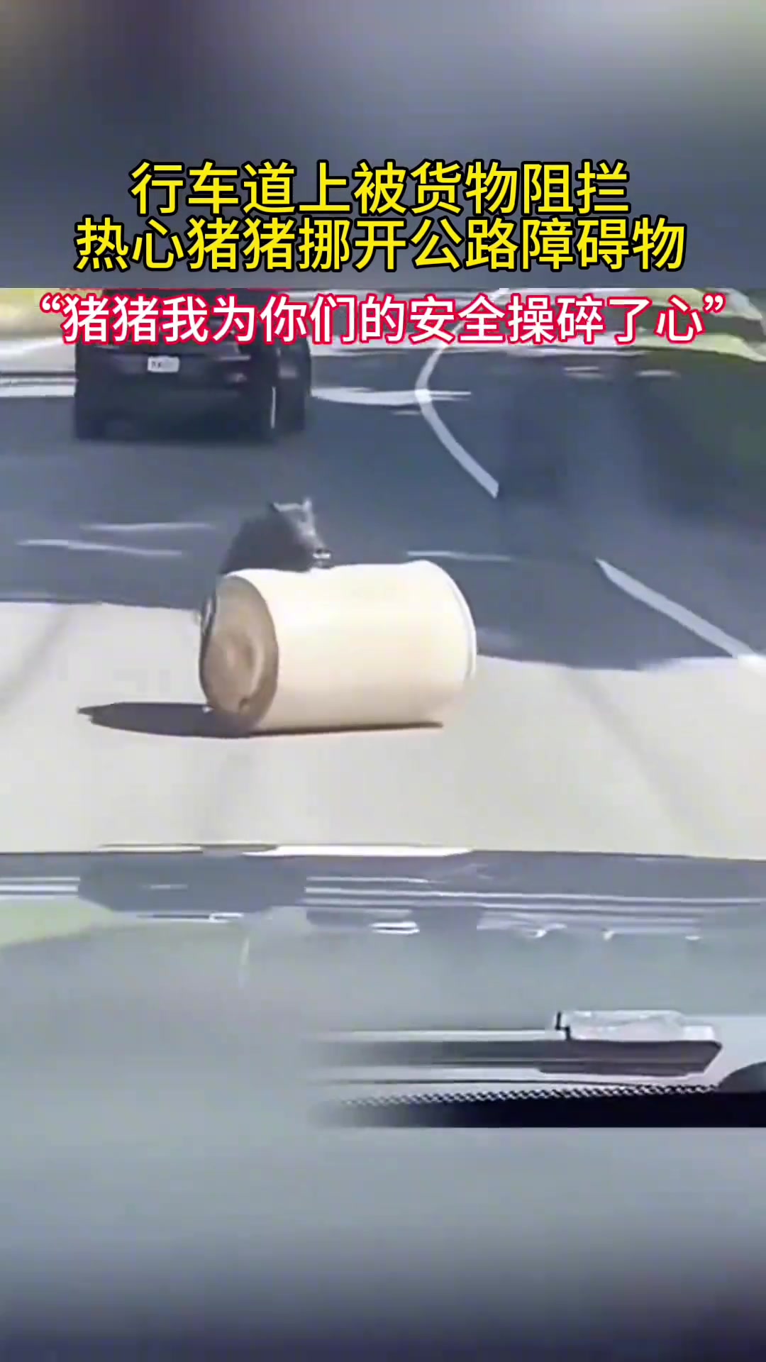 热心野猪挪开道路障碍“猪猪我呀为你们的安全操碎了心”