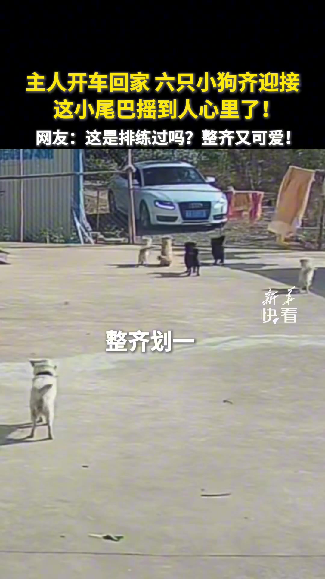 主人开车回家，六只小狗齐迎接，这是排练过吗