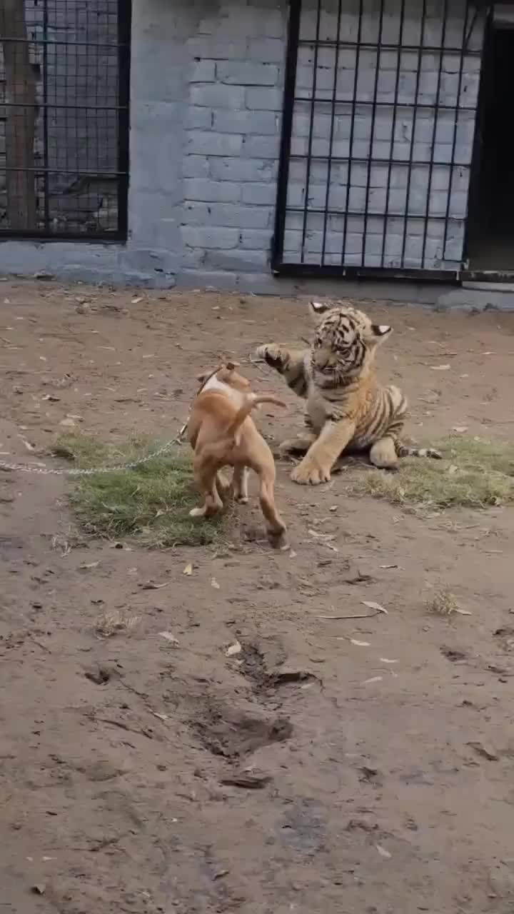 这好像也不是普通的狗，比特犬吗