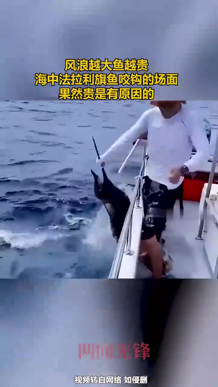 海中法拉利旗鱼咬钩的场面，果然贵是有原因的！