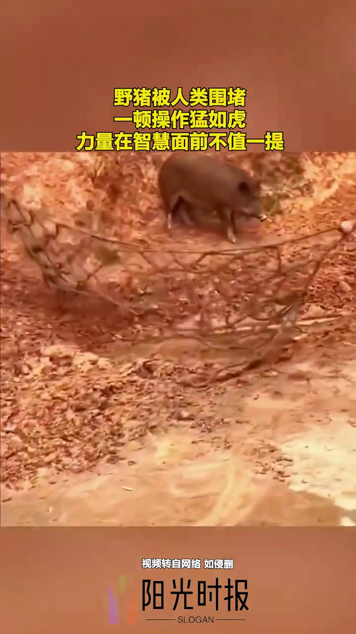 野猪被人类围堵，一顿操作猛如虎，力量在智慧面前不值一提！
