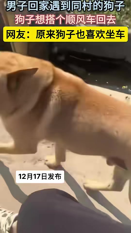 谁家的狗子，自己来接哈，马上到家了