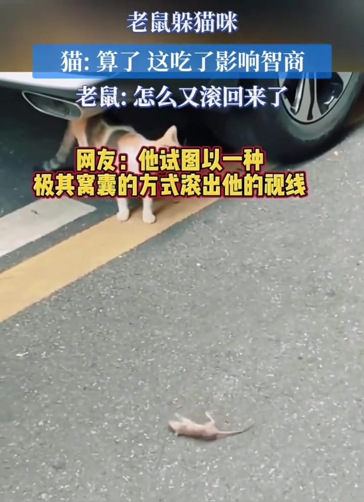 老鼠躲猫咪猫算了，这吃了影响智商