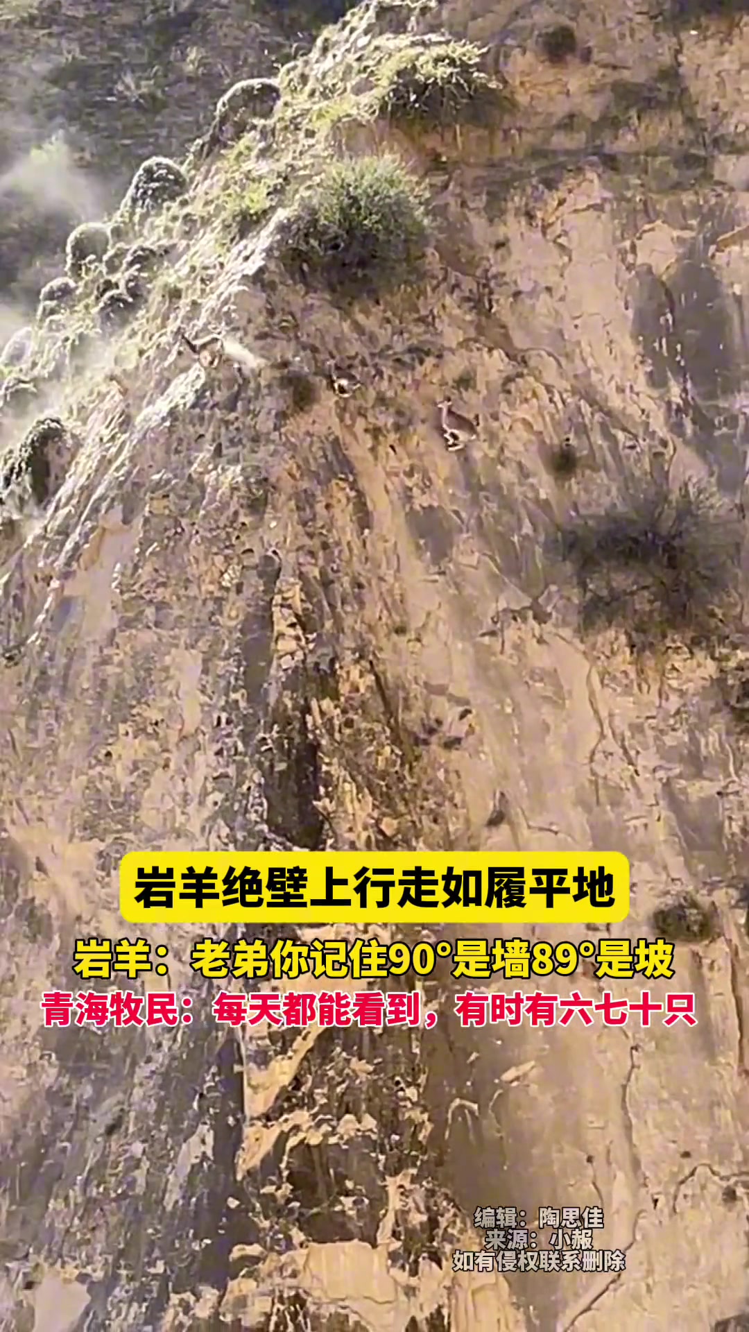 岩羊绝壁上行走如履平地