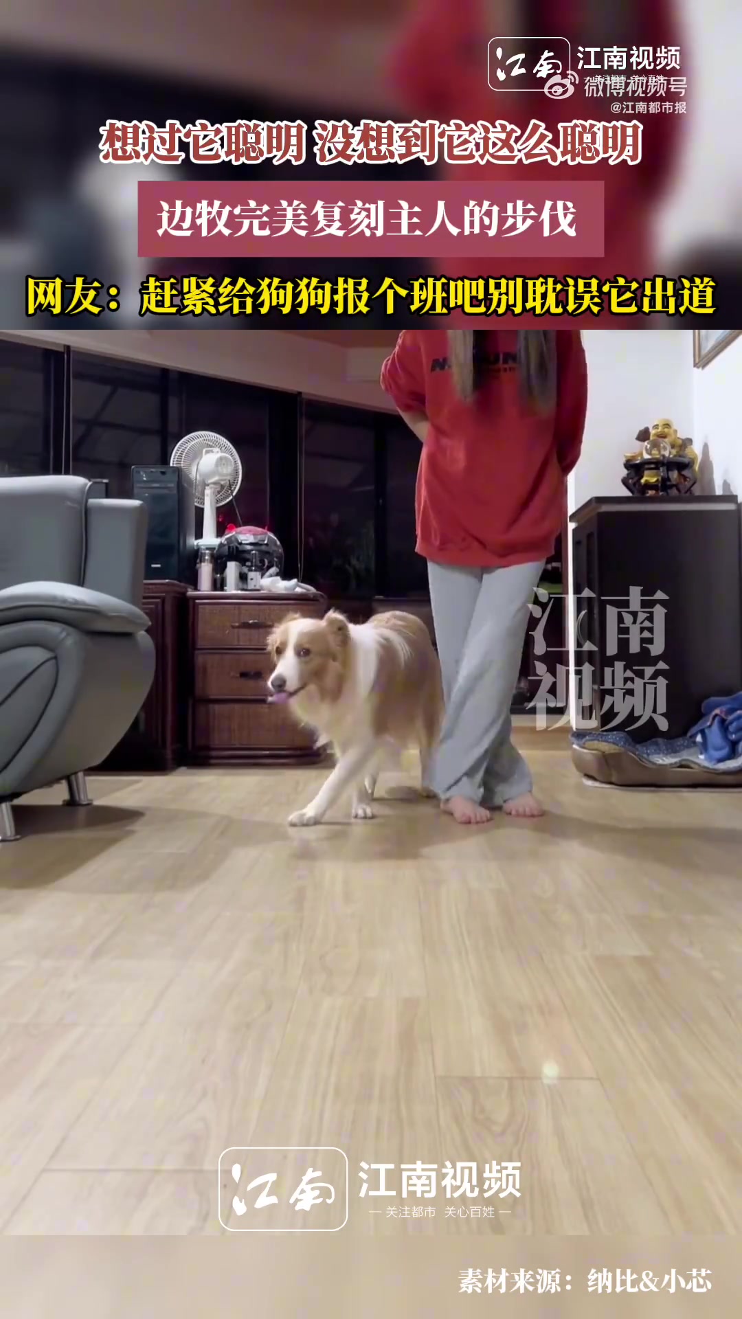 主人跟着音乐起舞边牧完美复刻主人舞步