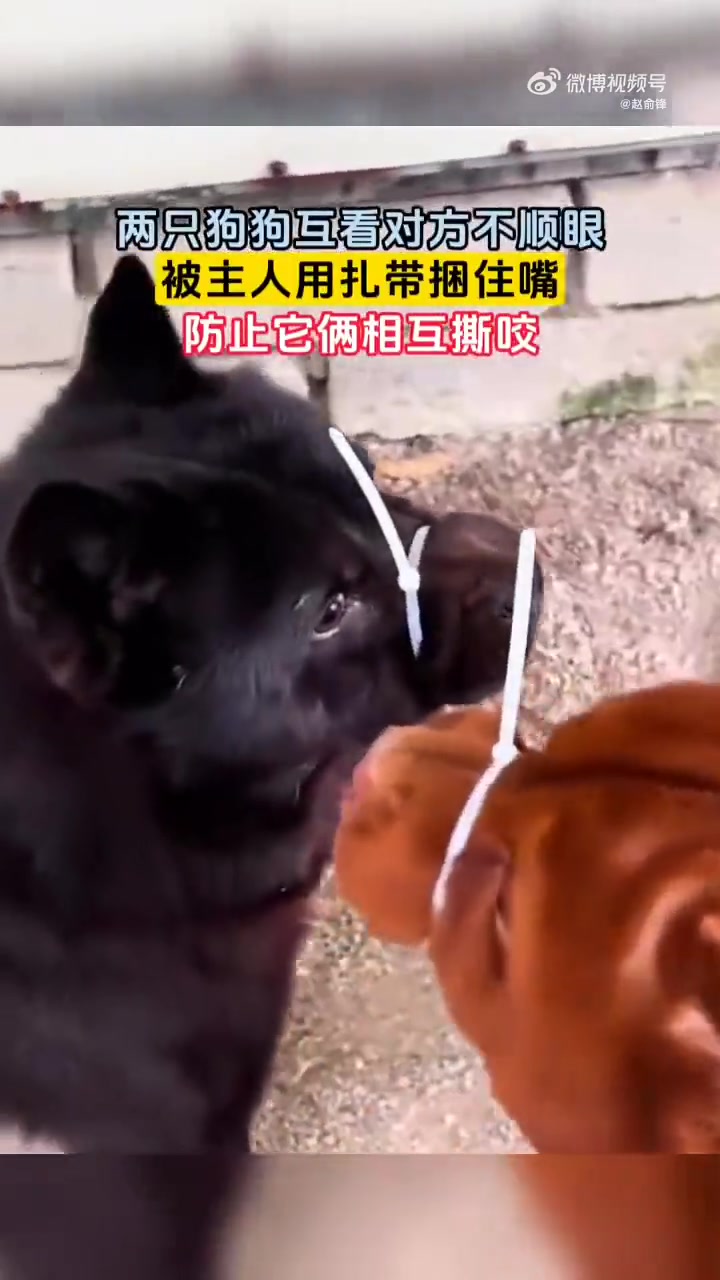 狗狗：已老实求放过！小狗也有小脾气！