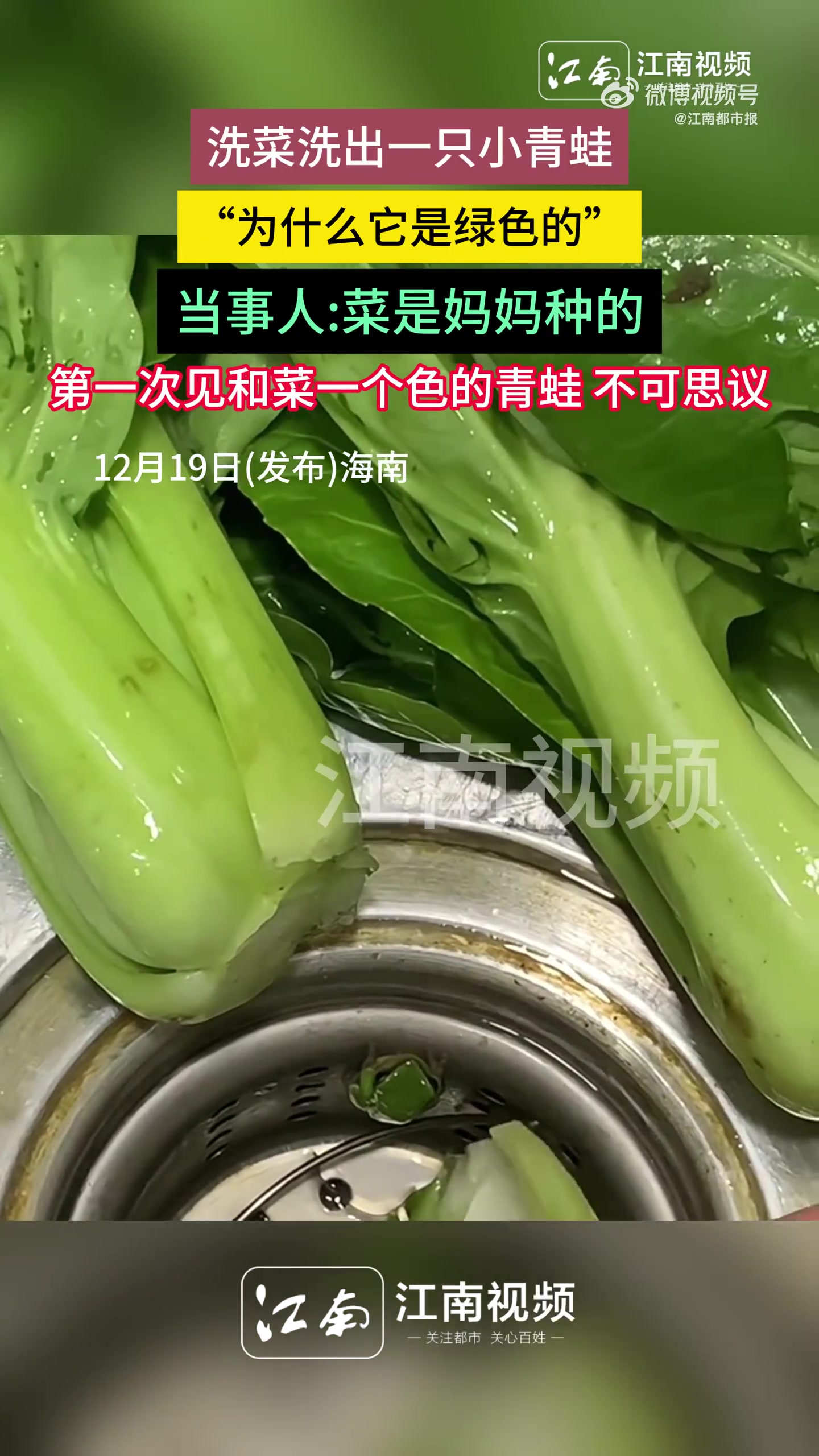女子洗菜洗出一只旅行青蛙