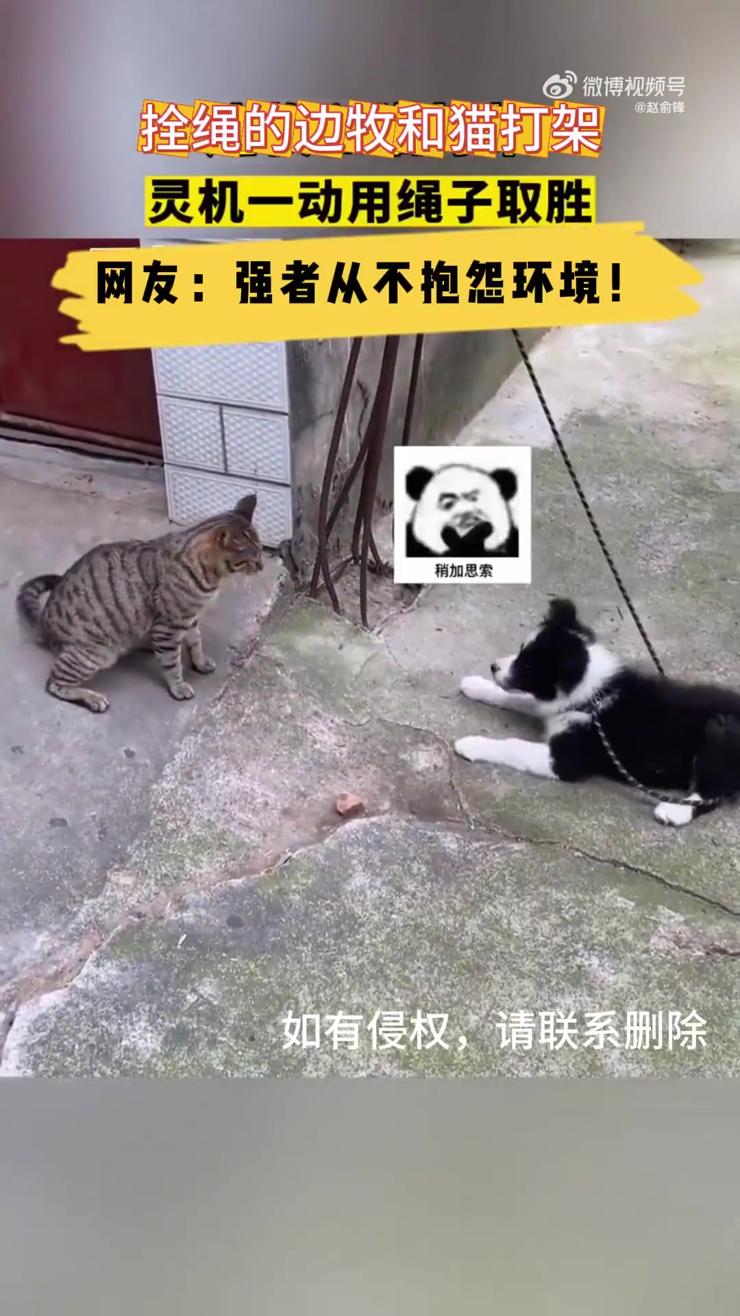 边牧和猫咪打架，一根绳子制胜