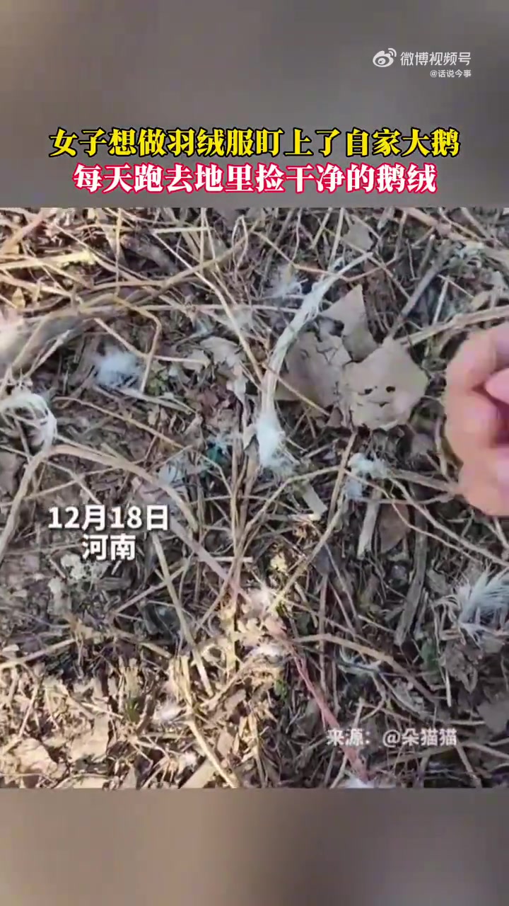 这妥妥的是真鹅绒！