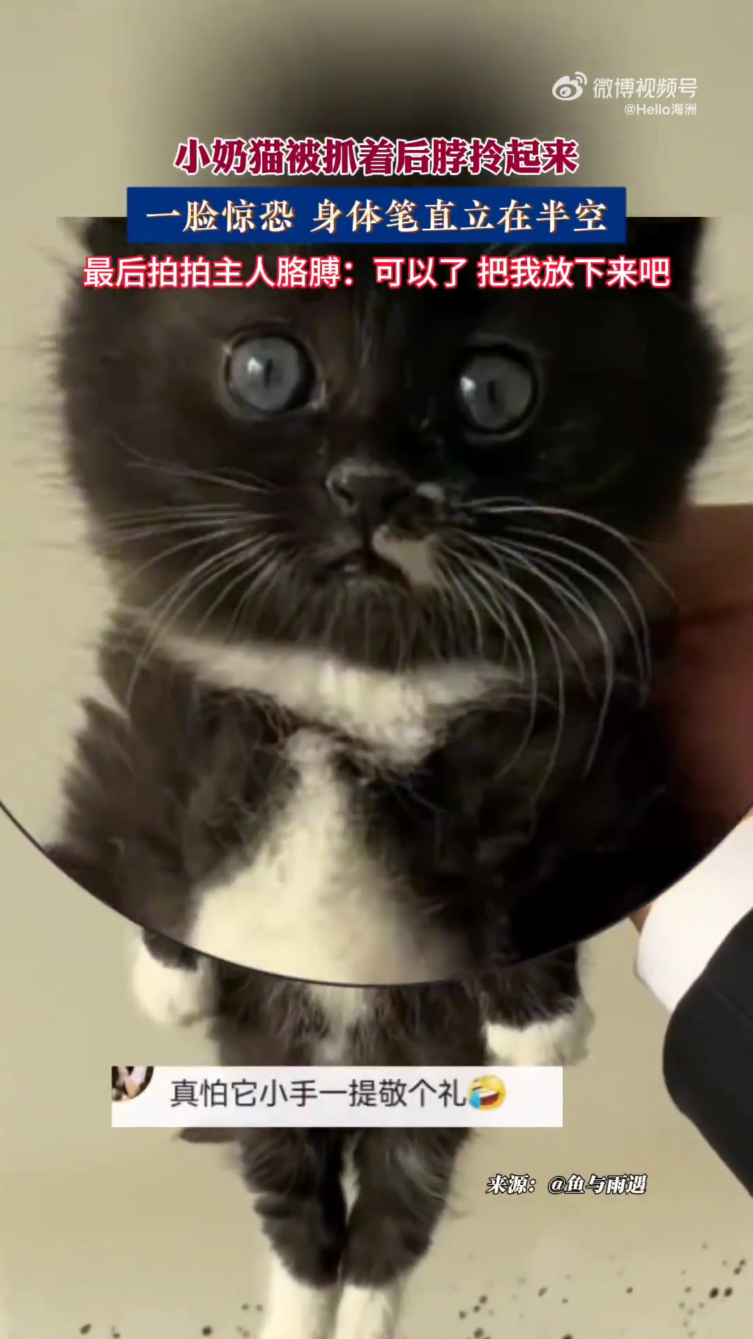 小奶猫被抓着后脖拎起来，一脸惊恐身体笔直立在半空