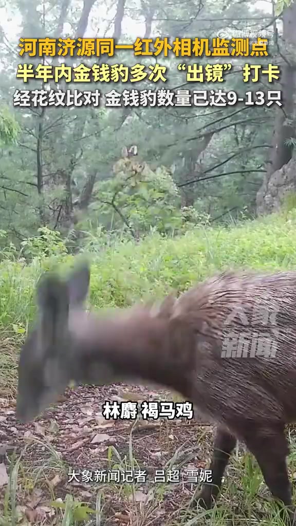 金钱豹等珍稀野生动物惊现太行山