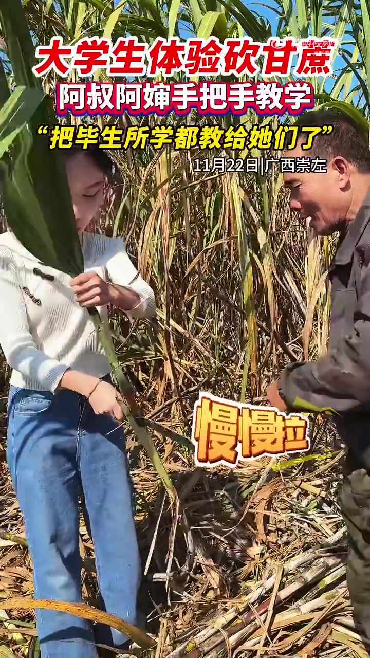 砍甘蔗成广西大学生体验项目