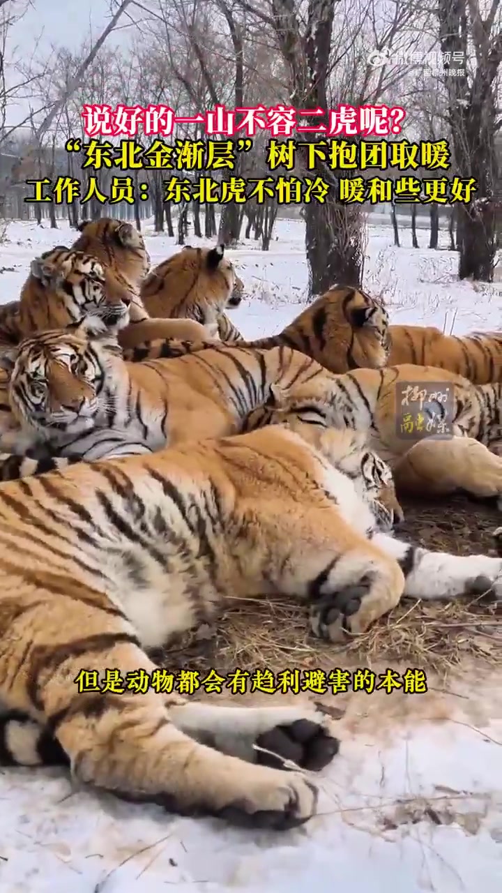 说好的一山不容二虎呢“东北金渐层”树下抱团取暖