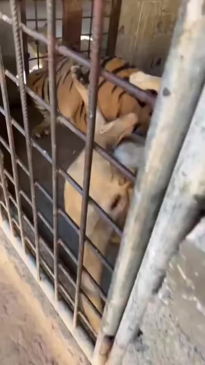 雌狮打不过老虎吗