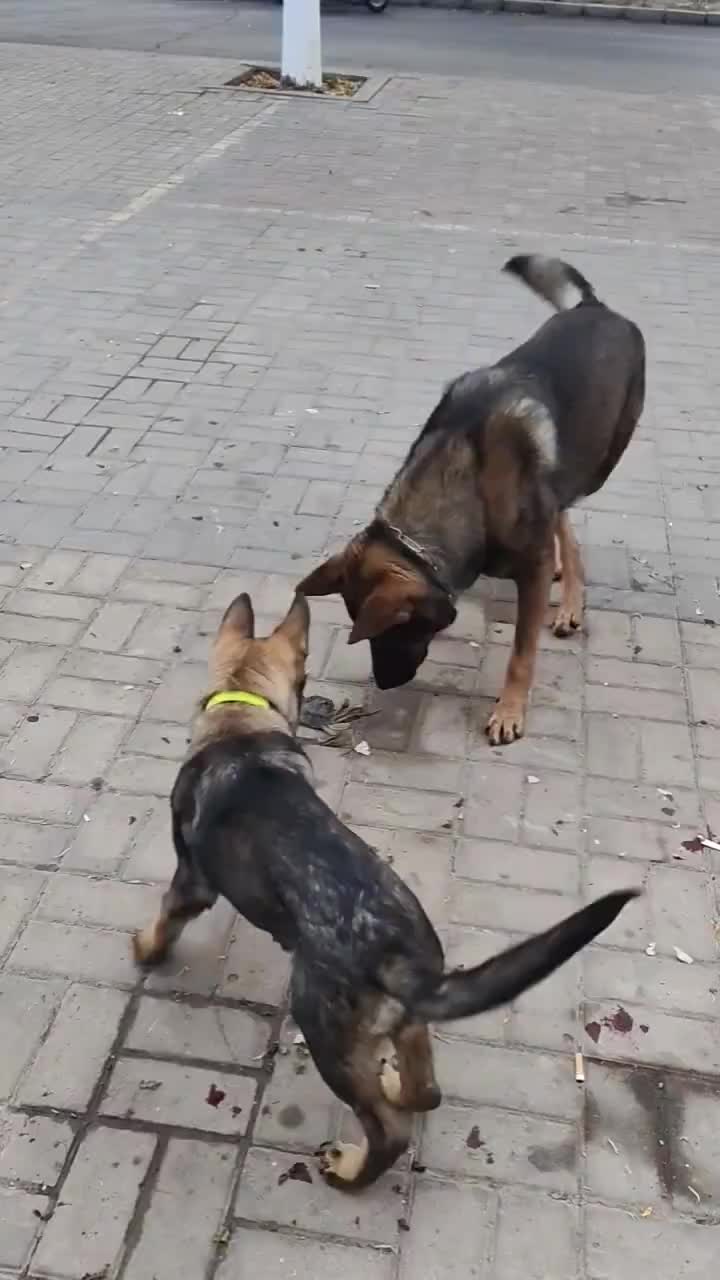 啥都敢叼，这下吃亏了