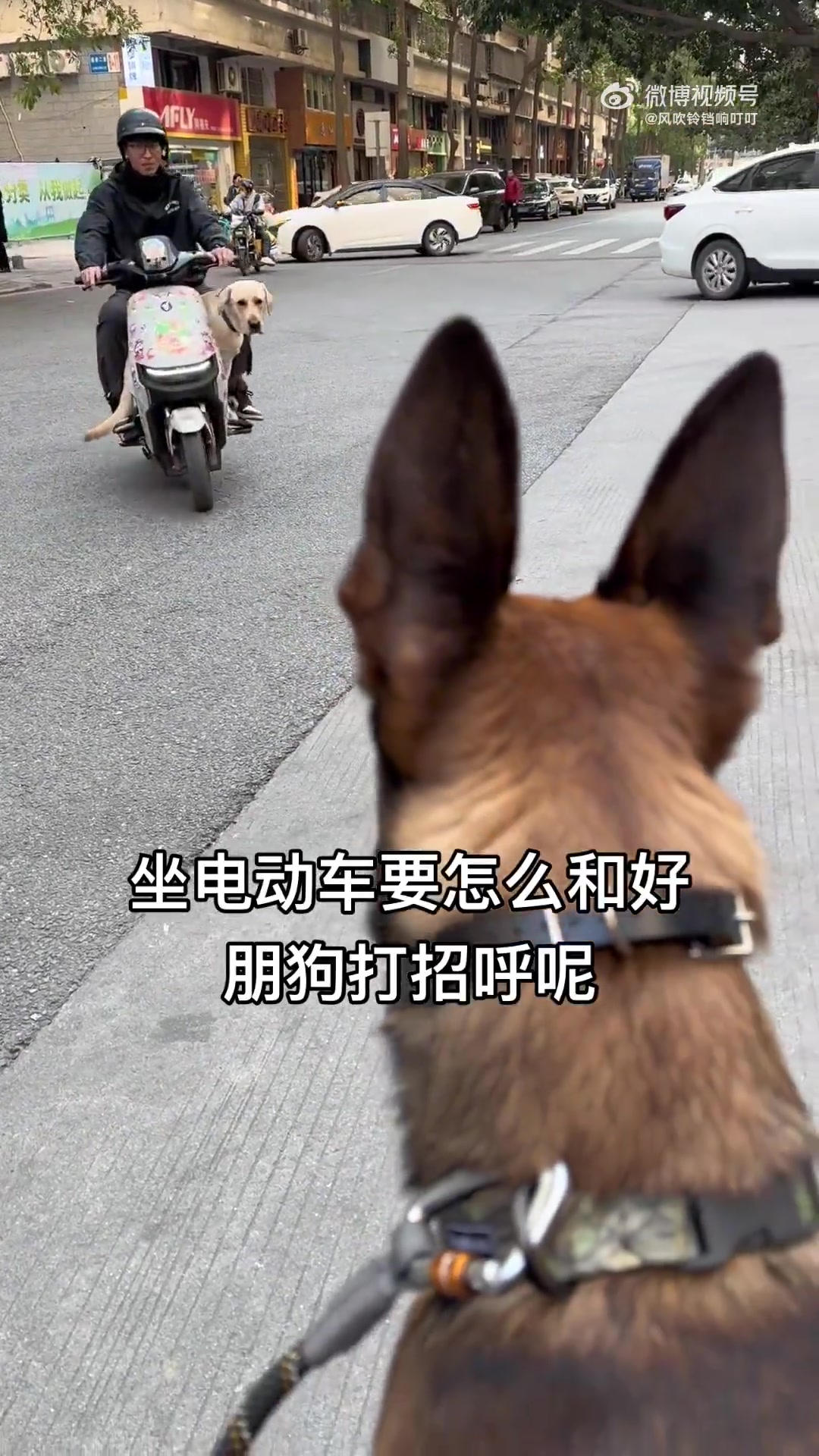 当坐在电动车上的小狗遇到了另一只好朋狗