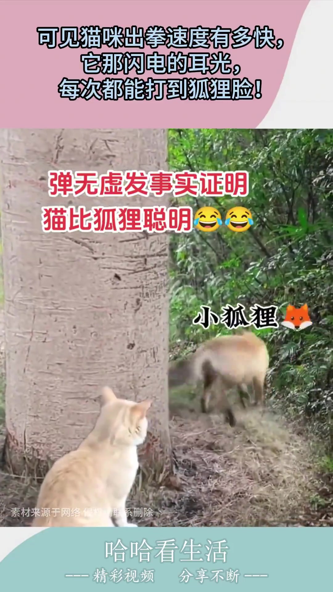 可见猫咪出拳速度有多快，它那闪电的耳光，每次都能打到狐狸脸