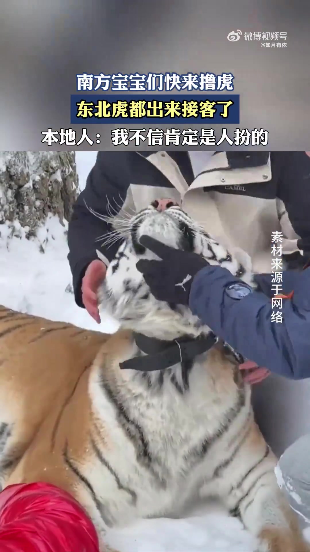 南方宝宝们快来撸虎，东北虎都出来接客了