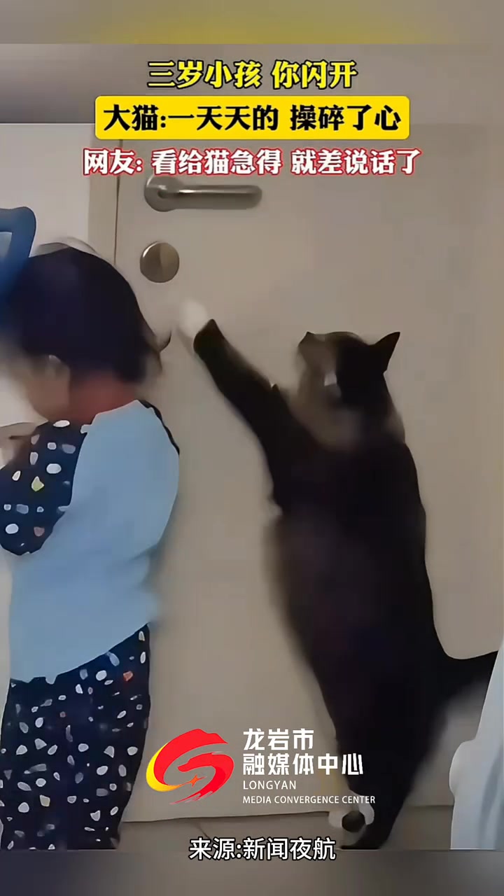 三岁小孩你闪开，大猫：一天天的操碎了心