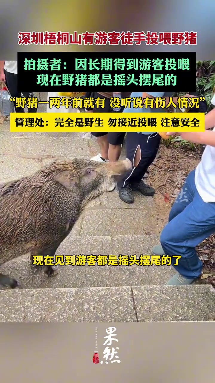 野猪都快驯化成家猪了！