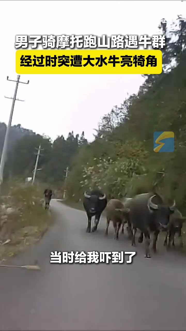 男子骑摩托跑山路遇牛群，经过时突遭大水牛亮犄角