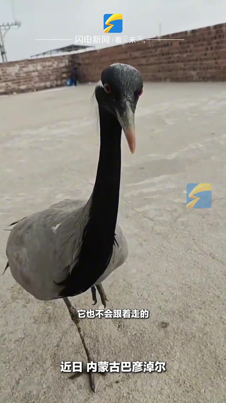牧民救助四年的蓑衣鹤，放生后不忍离开家仍在家附近守候