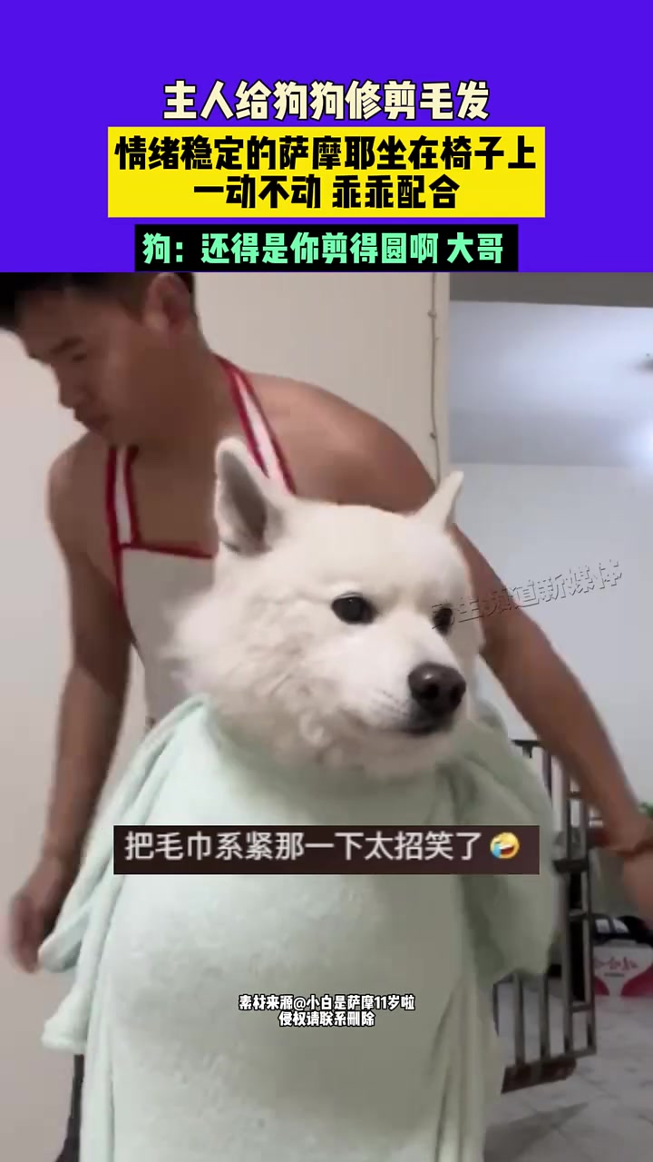 主人给狗狗修剪毛发，情绪稳定的萨摩耶坐在椅子上，一动不动