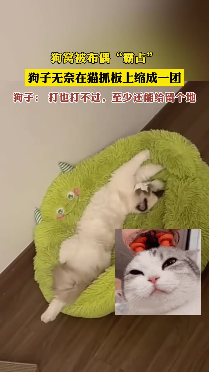 狗子：打也打不过，至少还能给留个地，已经很好了
