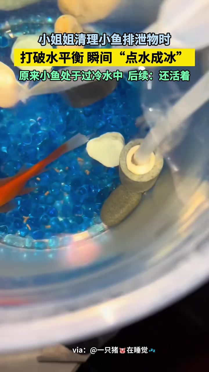小姐姐清理小鱼排泄物时瞬间“点水成冰”，原来小鱼处于过冷水中