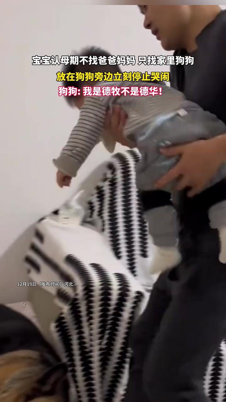 狗狗我是德牧不是德华！