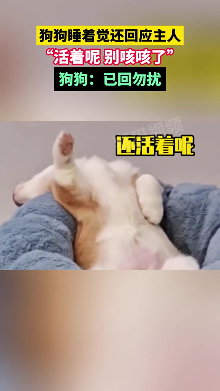 狗狗睡着觉还回应主人，“活着呢别咳咳了”，狗狗：已回勿扰