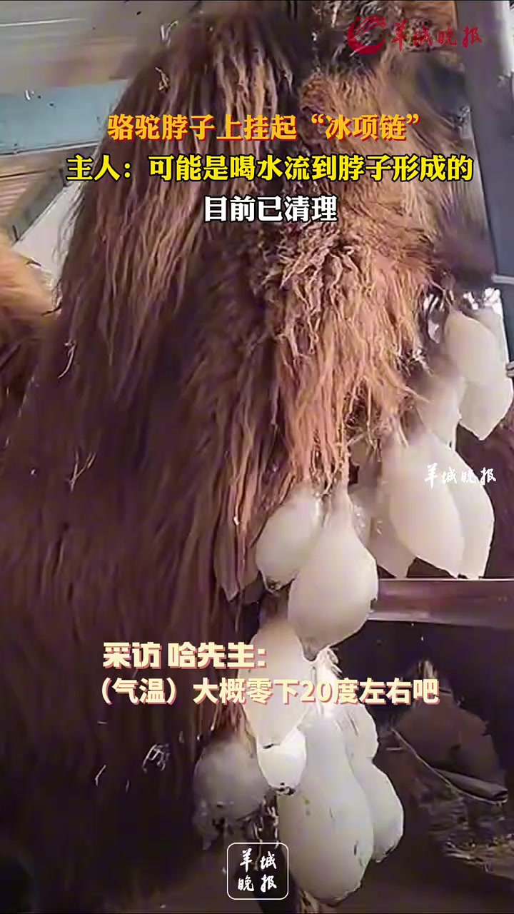 骆驼脖子上挂起“冰项链”主人：可能是喝水流到脖子形成的