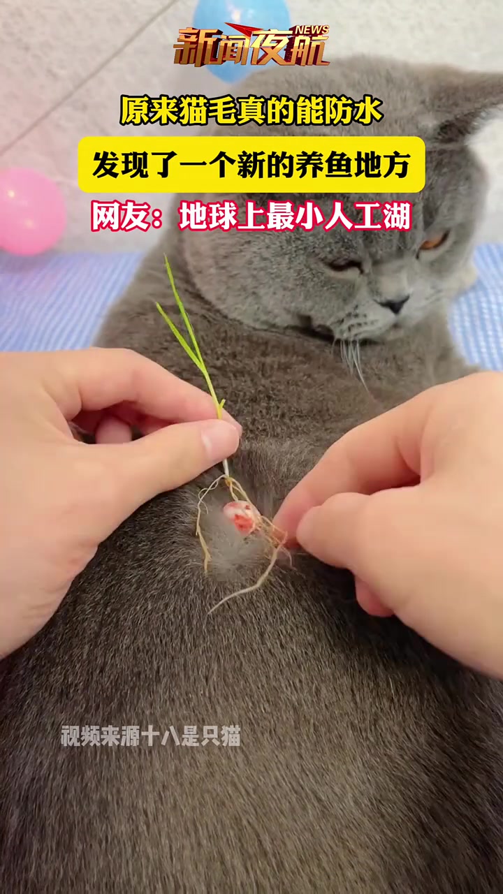 原来猫毛真的能防水，发现了一个新的养鱼地方