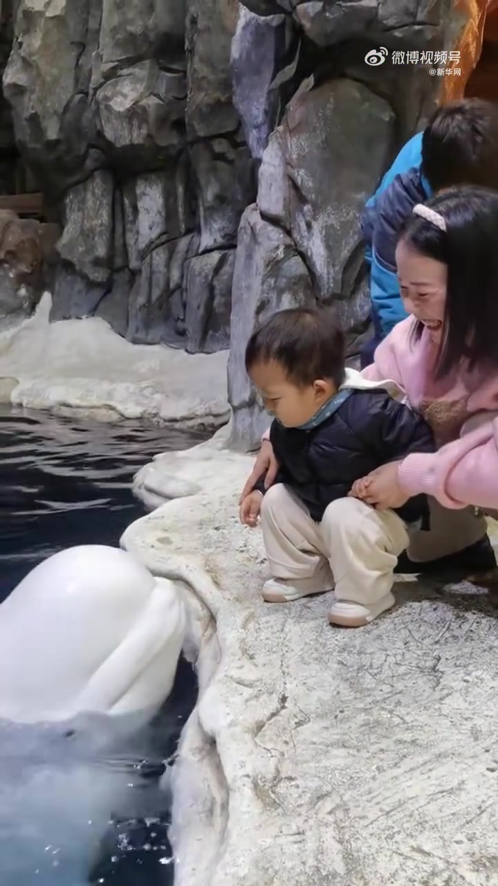 萌化了！白鲸跃出水面和人类幼崽亲亲！