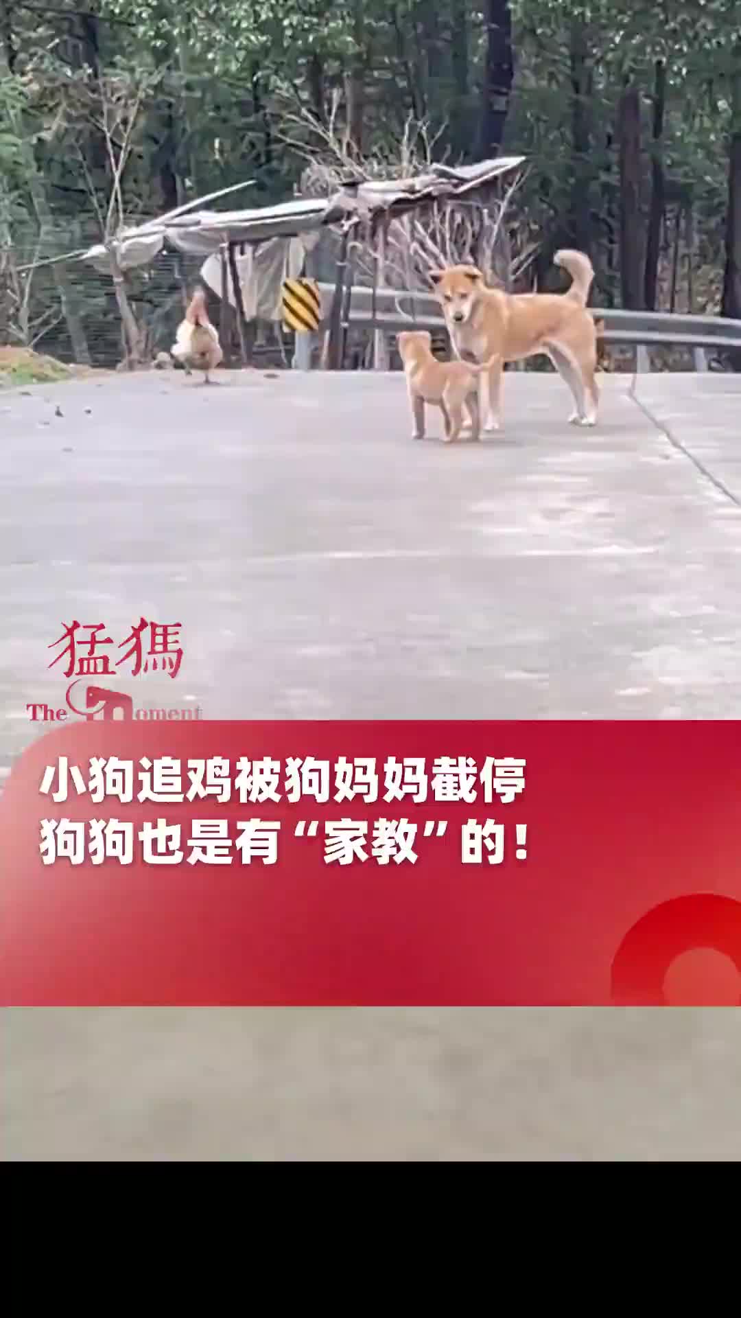 它一会叨你了，可疼，你可不许哭！