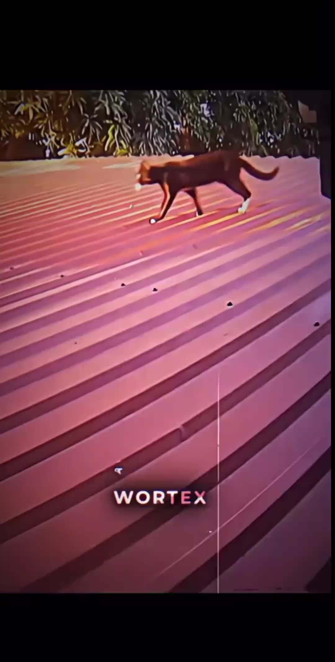 黑猫：老弟你还得练！
