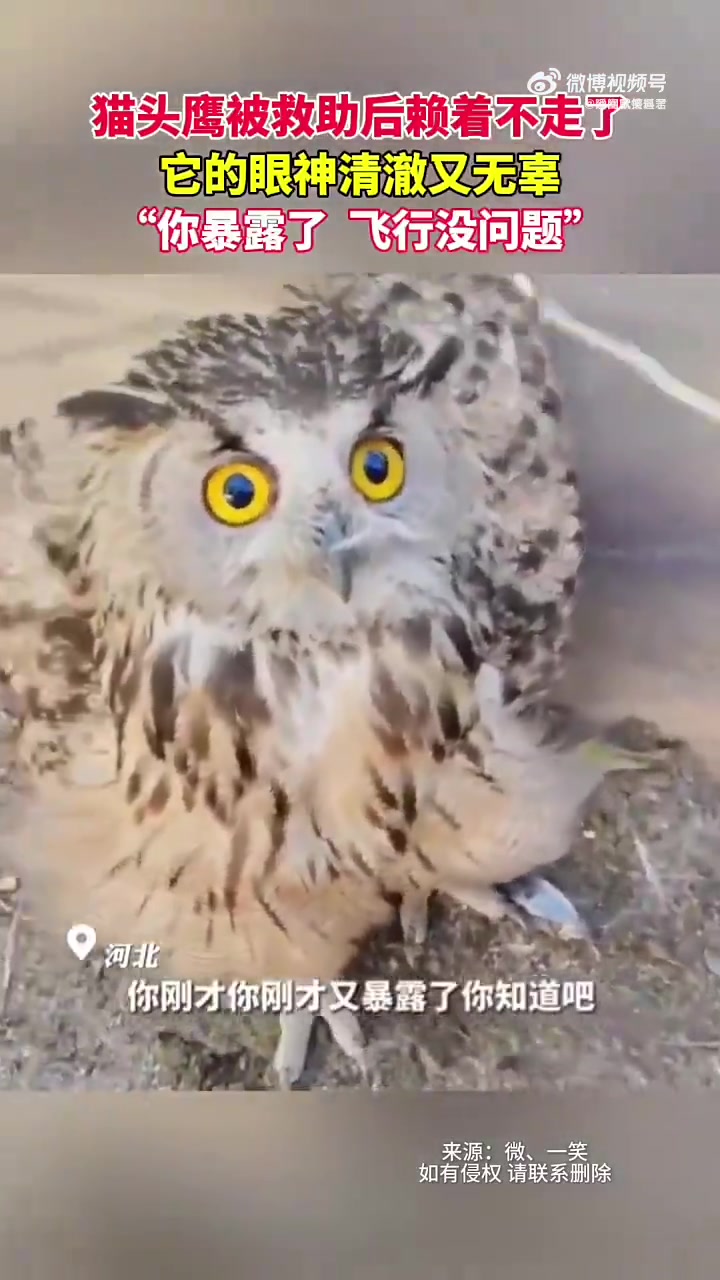 猫头鹰眼神清澈又无辜，如纯真眼眸般动人
