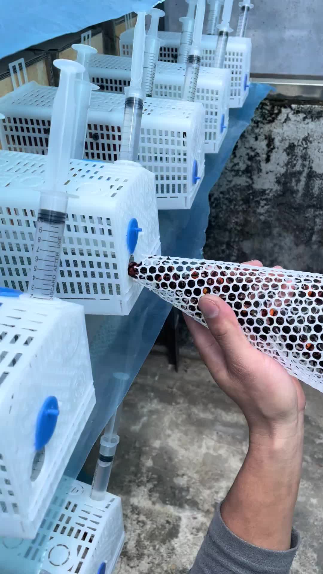 现在马蜂都可以人工养殖了吗