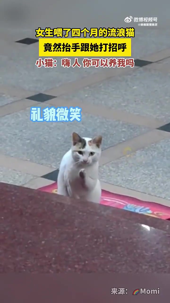 女生喂四个月流浪猫，小猫抬手打招呼求收养