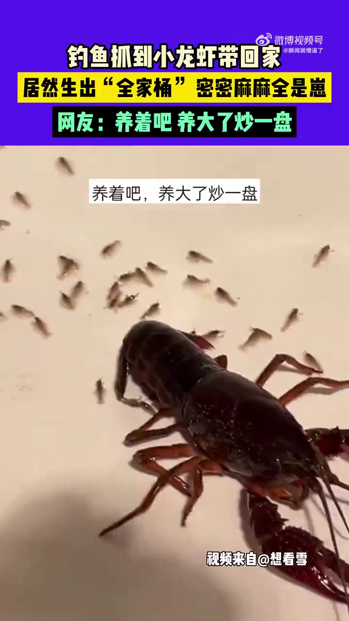 小龙虾竟然生崽子啦