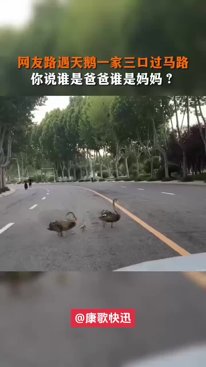 后面的应该是妈妈，前面的是爸爸，母鹅经常生蛋肚子下坠！