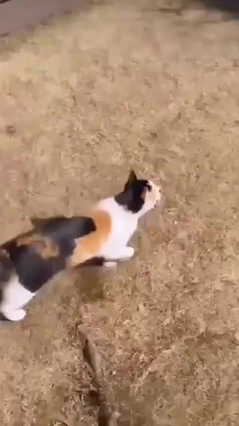 这咪咪也太聪明了吧，助狗为乐！