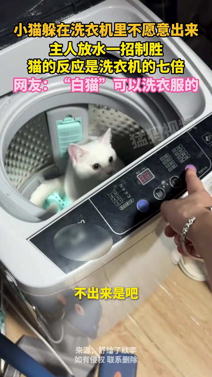 小猫躲在洗衣机里不出来，主人一招制胜，猫的反应是洗衣机的七倍