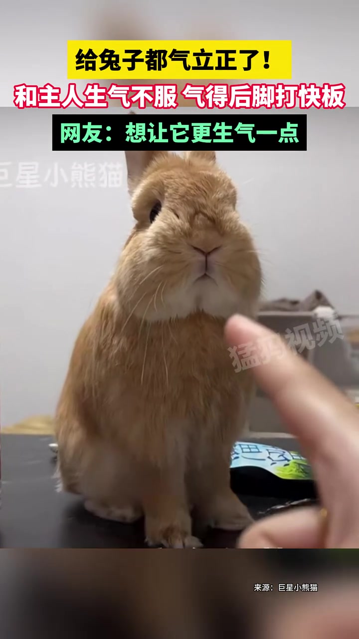 兔子和主人生气不服，气得后脚打快板，给兔子都气立正了！