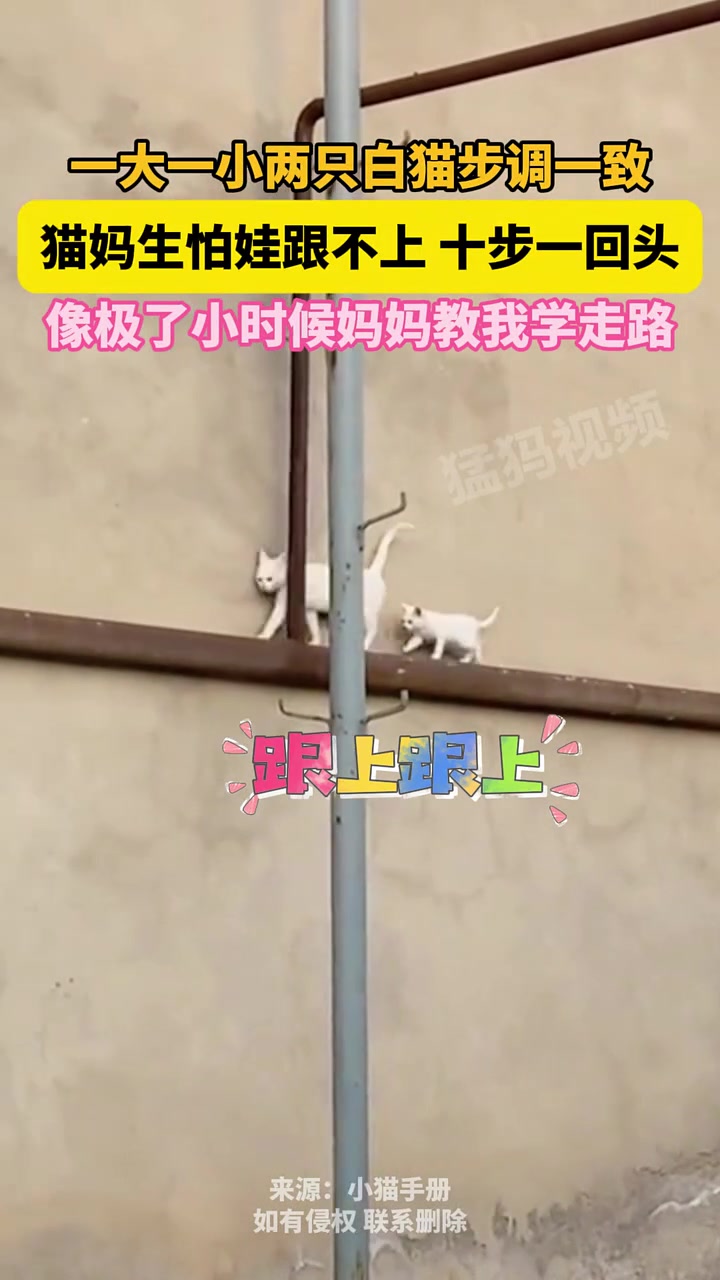 一大一小两只白猫步调一致，猫妈生怕娃跟不上，十步一回头