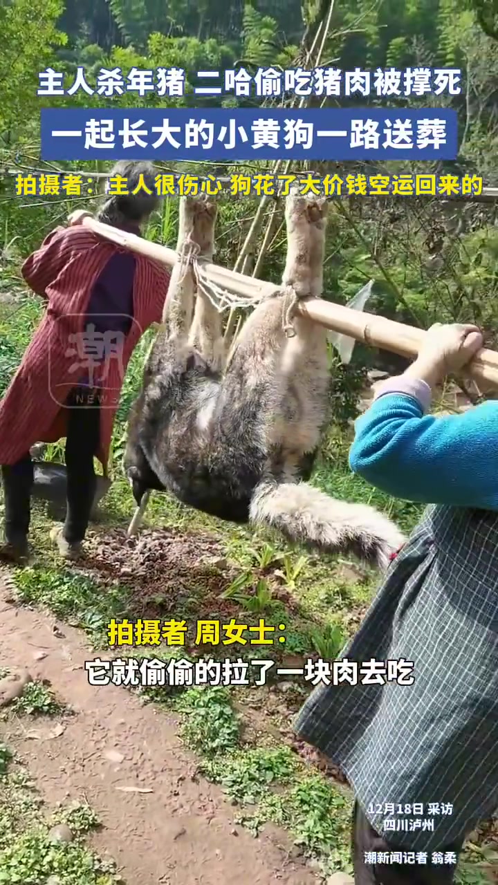 主人杀年猪，二哈偷吃猪肉被撑死，一起长大的小黄狗一路送葬