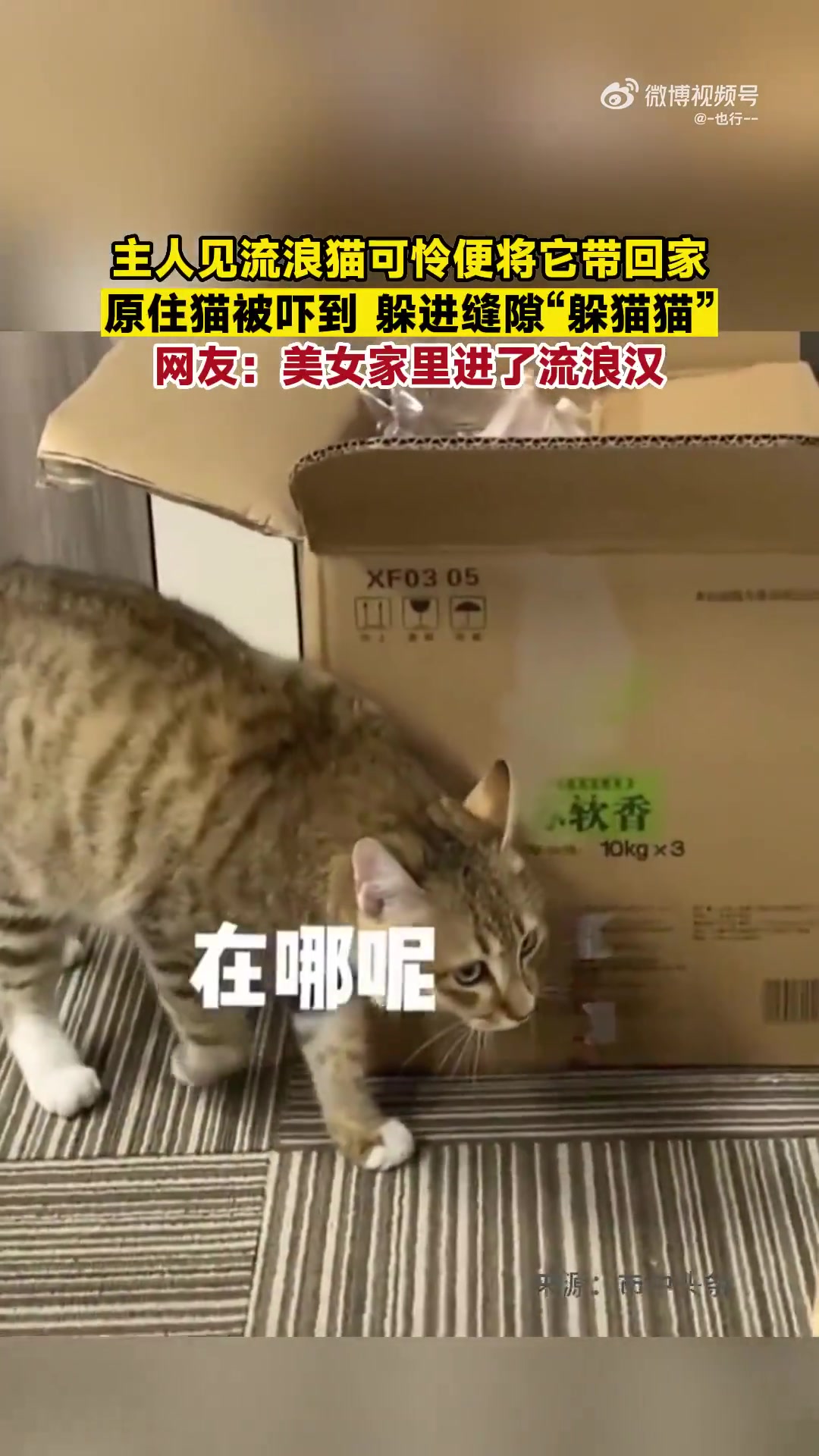主人见流浪猫可怜便将它带回家，原住猫被吓到，躲进缝隙躲猫猫