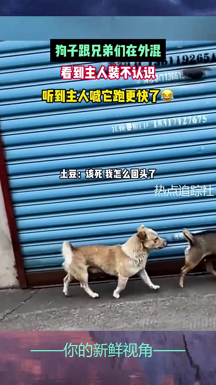 狗子跟兄弟们在外混，看到主人装不认识，听到主人喊它跑更快了！