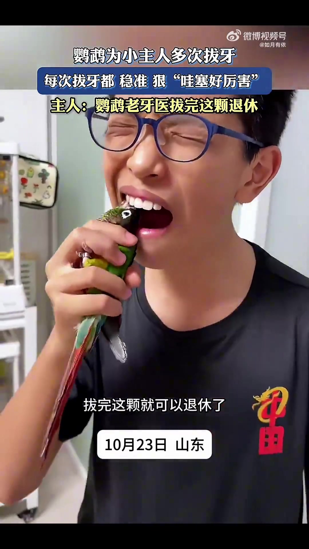 鹦鹉为小主人多次拔牙，每次拔牙都稳准狠！！！